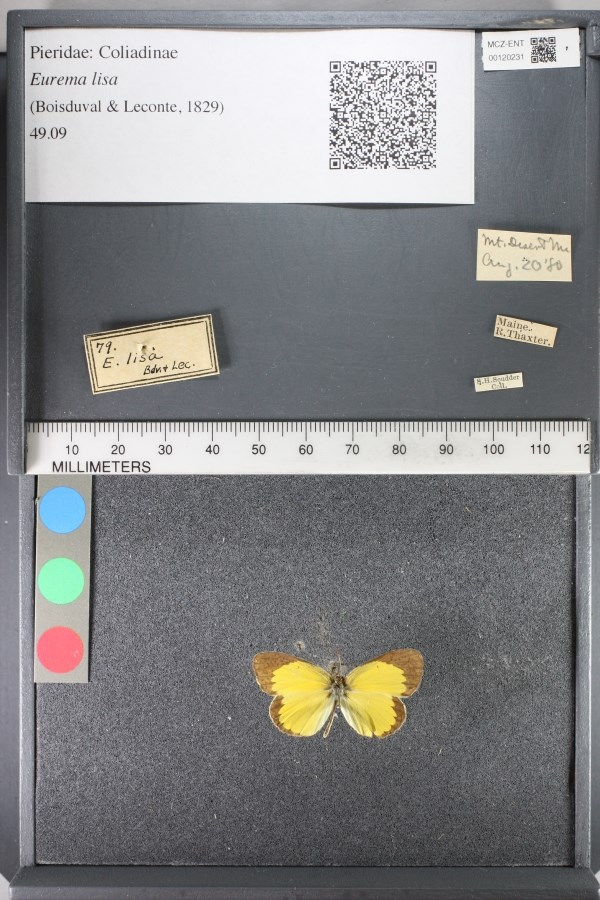 Black open display case for a yellow moth with a ruler and labels