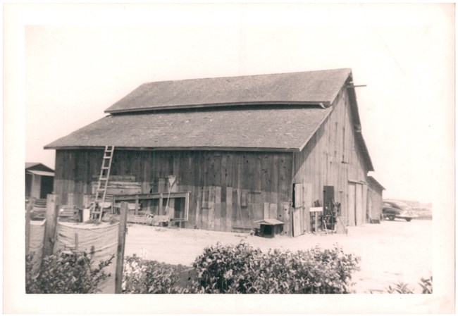Black and white photo of large wooden barn. A ladder and storage racks with tools  against the side of the barn. Natural vegetation is visible in the foreground. Another farm building is visible in the background.