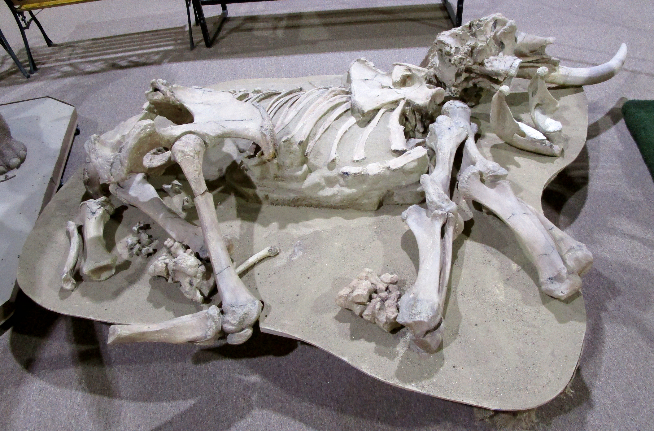A nearly complete and articulated skeleton of a mammoth on exhibit. The specimen is laying on its left side, head to the right.