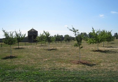 Orchard at FOVA Orchard at FOVA