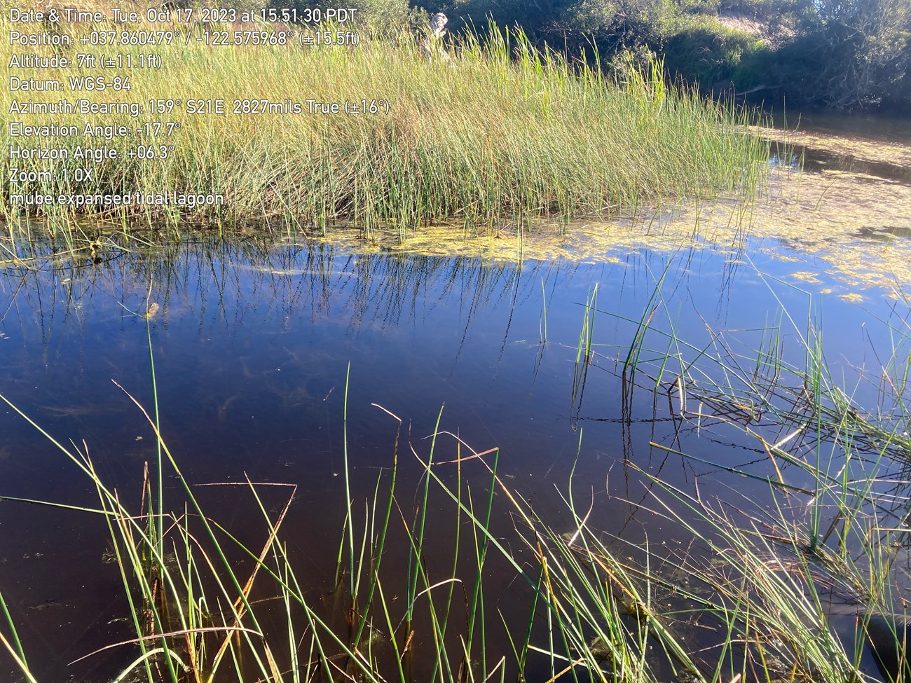 Muir Beach Lagoon survey photo Narrow, winding area of open water surrounded by rushes and other vegetation.