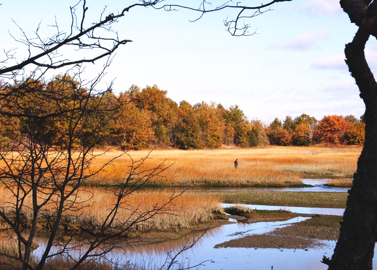 Fields of marsh grass are fringed by channels of seawater and a young adult stands in the grass, waist high. Trees displaying fall foliage line the back end of the salt marsh. Fields of marsh grass are fringed by channels of seawater and a young adult stands in the grass, waist high. Trees displaying fall foliage line the back end of the salt marsh.
