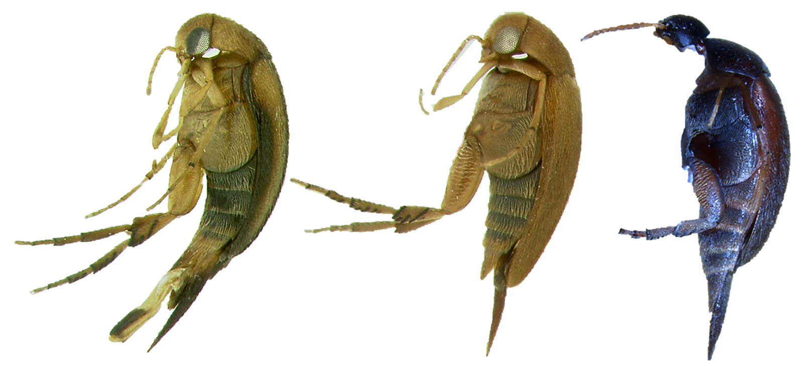 Three beetles shown on their sides, lined up in a row. The two left images are light beige in color; the right image is deep purple.