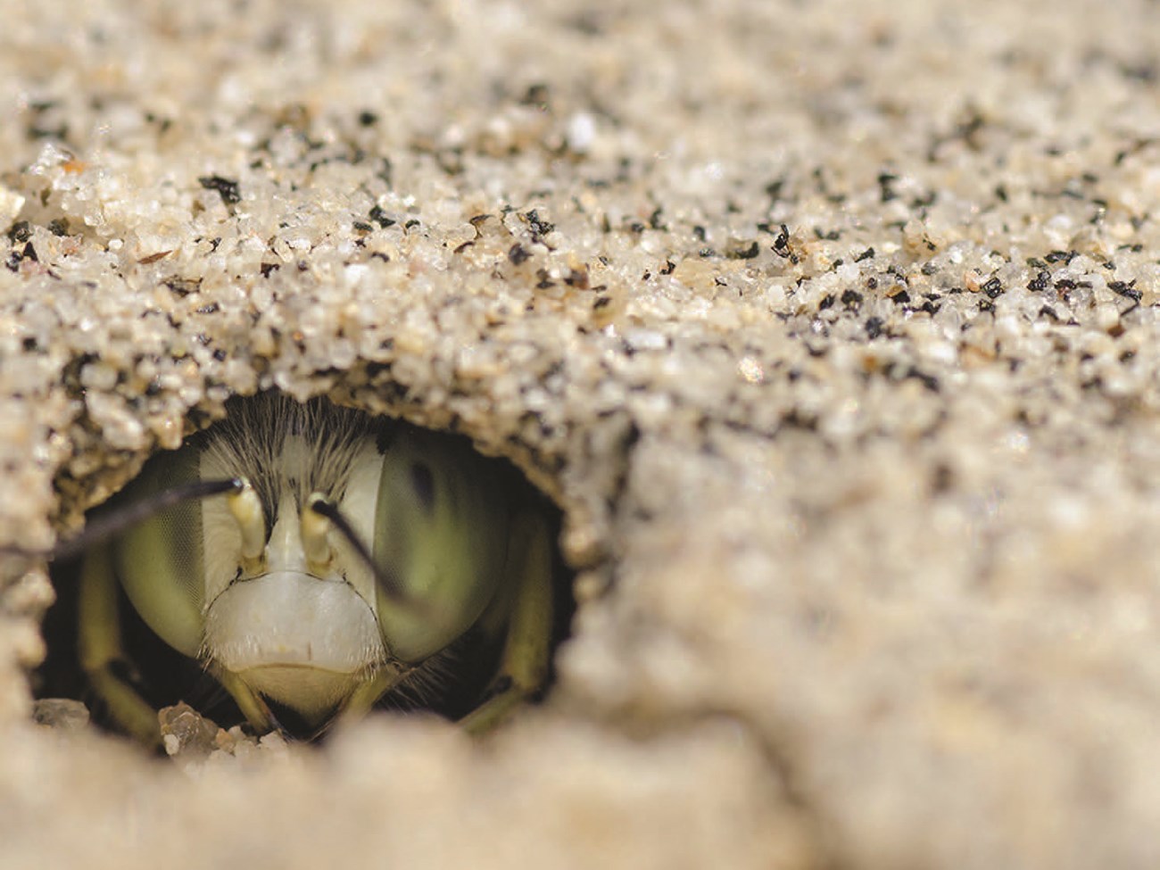 Extreme close-up of a bee's face just within a tunnel in the sand.