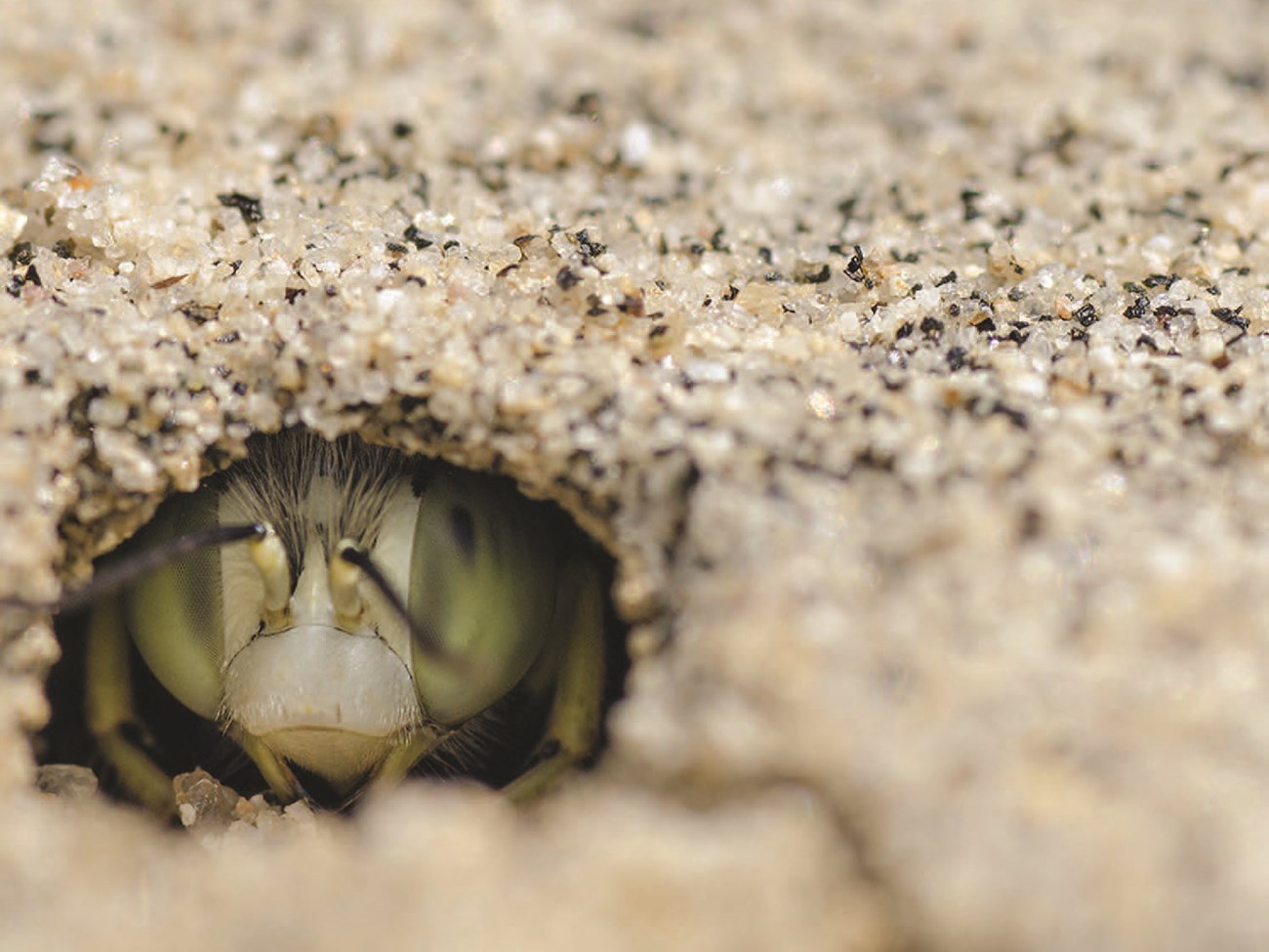 Through the magnifying glass Extreme close-up of a bee's face just within a tunnel in the sand.