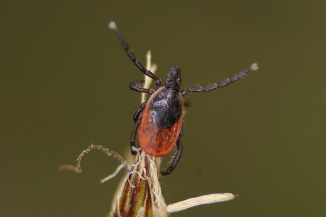 Adult deer tick An adult deer tick on a blade of grass.