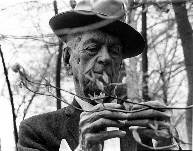 Freeman Tilden and dogwood An elderly Freeman Tilden in a hat examines dogwood blossoms