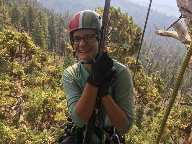 Woman wearing climate helmet and using ropes and other gear to ascend a giant sequoia for a research project.