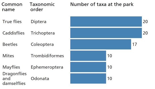 Blue bar chart showing "true flies" and "caddisflies" are the two most diverse groups of benthic macroinvertebrates in the park. Blue bar chart showing "true flies" and "caddisflies" are the two most diverse groups of benthic macroinvertebrates in the park.