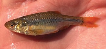 A tiny brown fish rests in a person's hand.