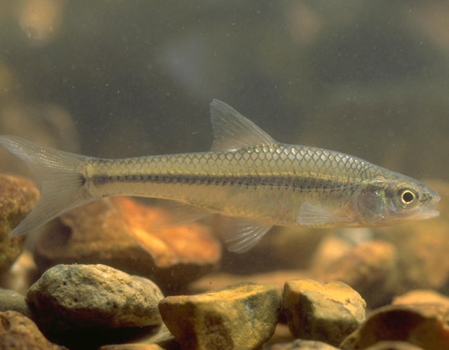 Topeka shiner Profile of a small fish