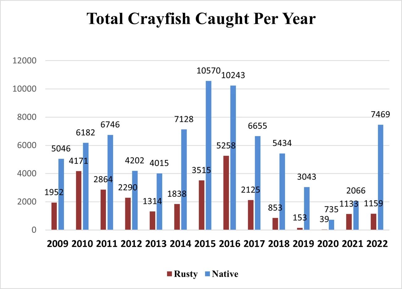 (Fig 3) Number of Crayfish per Year Chart showing roughly twice as many native crayfish as rusty crayfish captured each year between 2009 and 2022