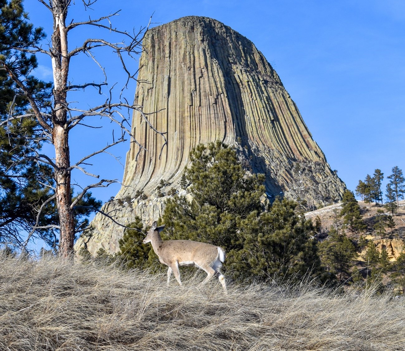 A female White-Tailed Deer standing in front of a large rocky outcropping on top of a hill with grass and pine trees.