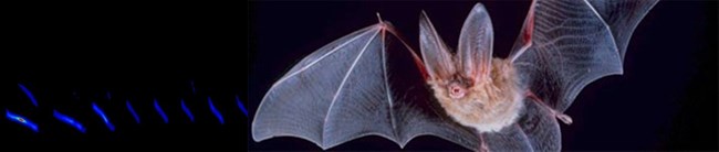 Townsend Big Eared Bat echo Townsend’s big eared bat (Corynorhinus townsendii) and full spectrum call pattern.