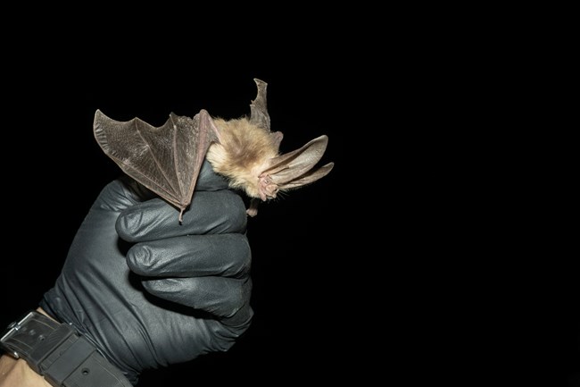 Townsend Big Eared Researcher holding a Townsend Big Eared Bat just before its release.