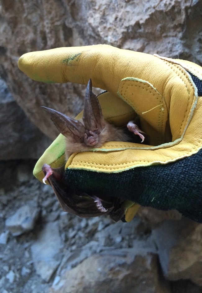 A leather gloved hand holding a Townsend's big-eared bat