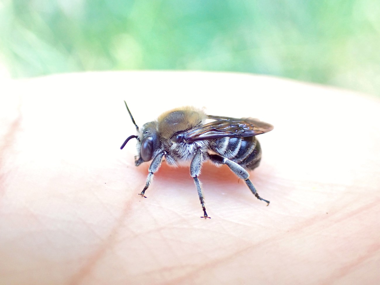 Trachusa gummifera male A little black bee on the palm of a person's hand. It has dark yellow hairs around the top of its thorax and cream-colored hairs elsewhere.