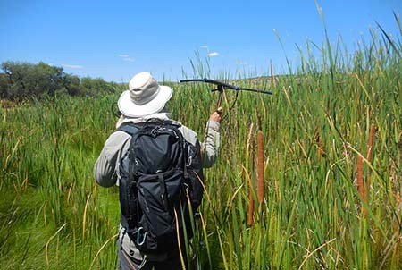 Biologist holding antenna up in marsh habitat to track gartersnakes.
