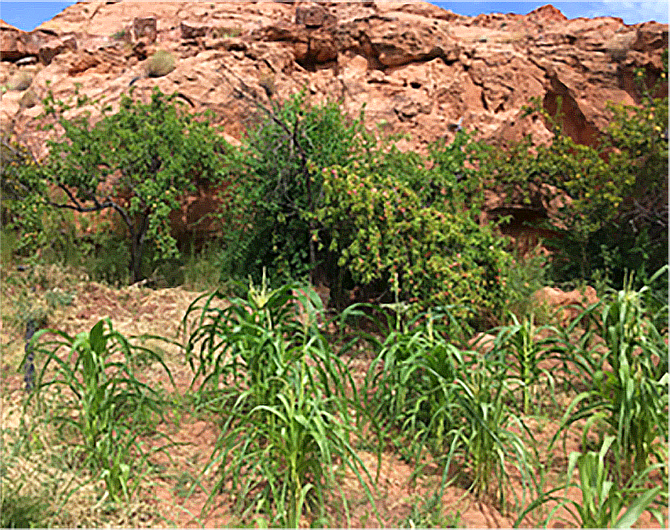 An orchard of green peach trees with corn plants in the foreground and red rocks and blue skies behind them.