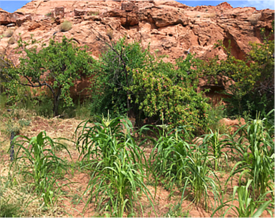 Traditional peach trees An orchard of green peach trees with corn plants in the foreground and red rocks and blue skies behind them.