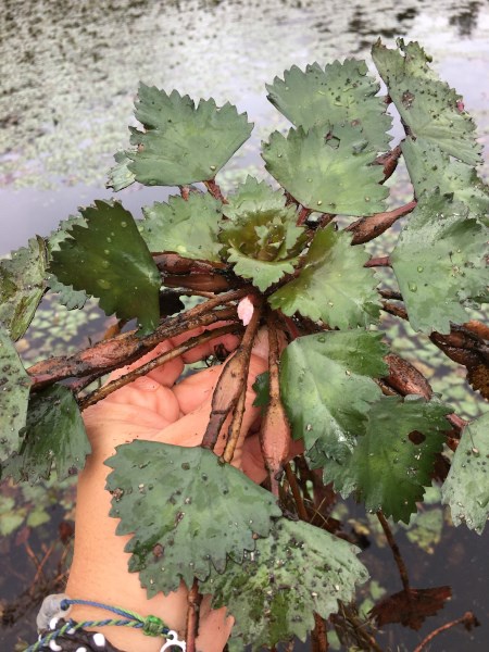 Trapa bispinosa leaves A hand holds the green rosette of leaves with water in the background