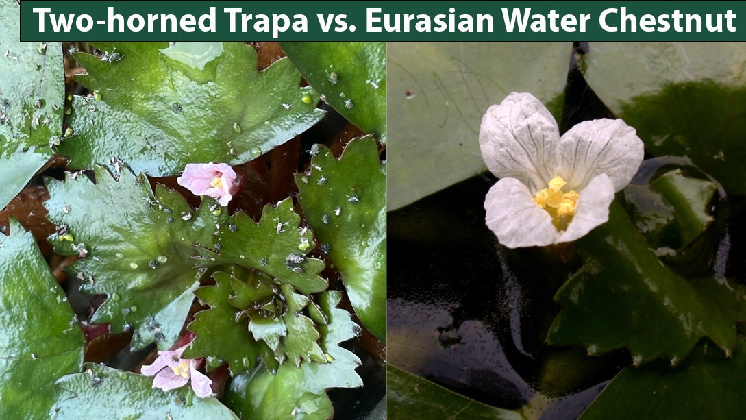 side by side photos of pink flowered aquatic plant on left and white flowered on right
