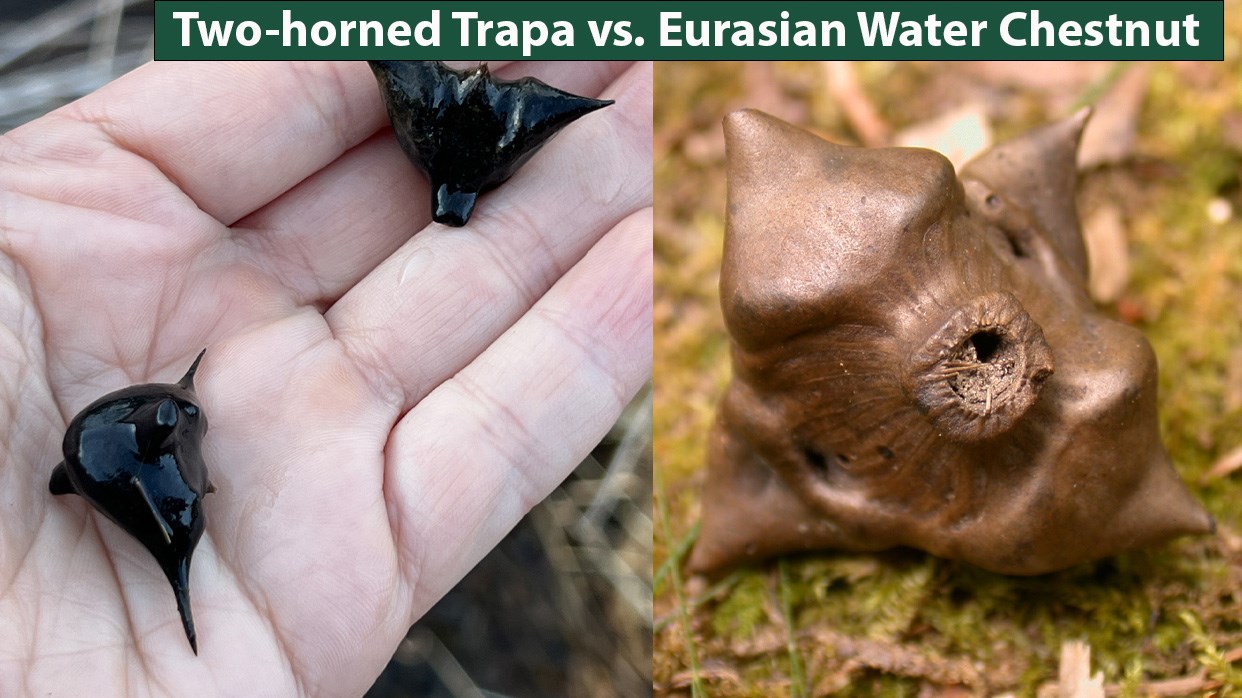 Trapa seedpod comparison side by side images of 2 black spiky seedpods on a hand on left and 1 brown 4 pointed seedpod on right.