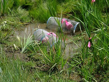 Two mesh minnow traps sitting in approximately four inches of water in Tavasci Marsh.