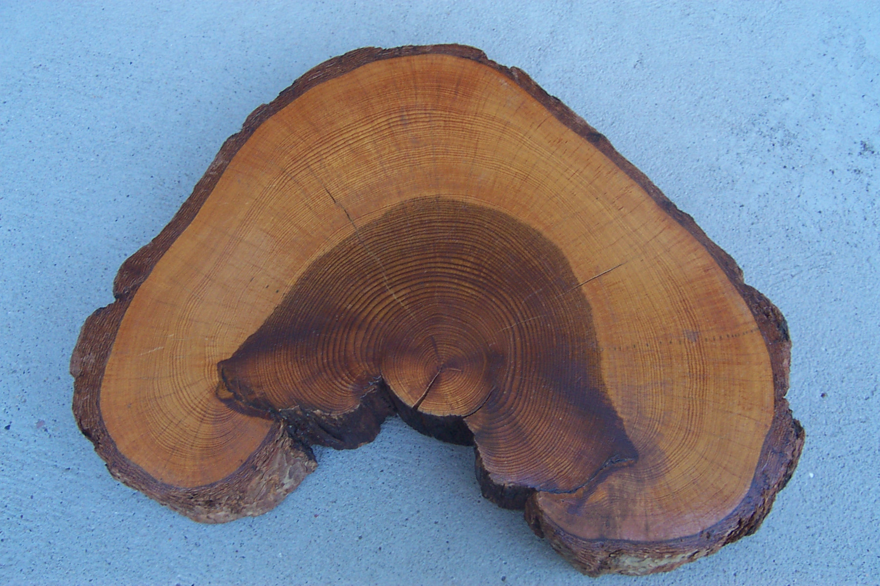 the cross section of a tree with two large burned sections on one side
