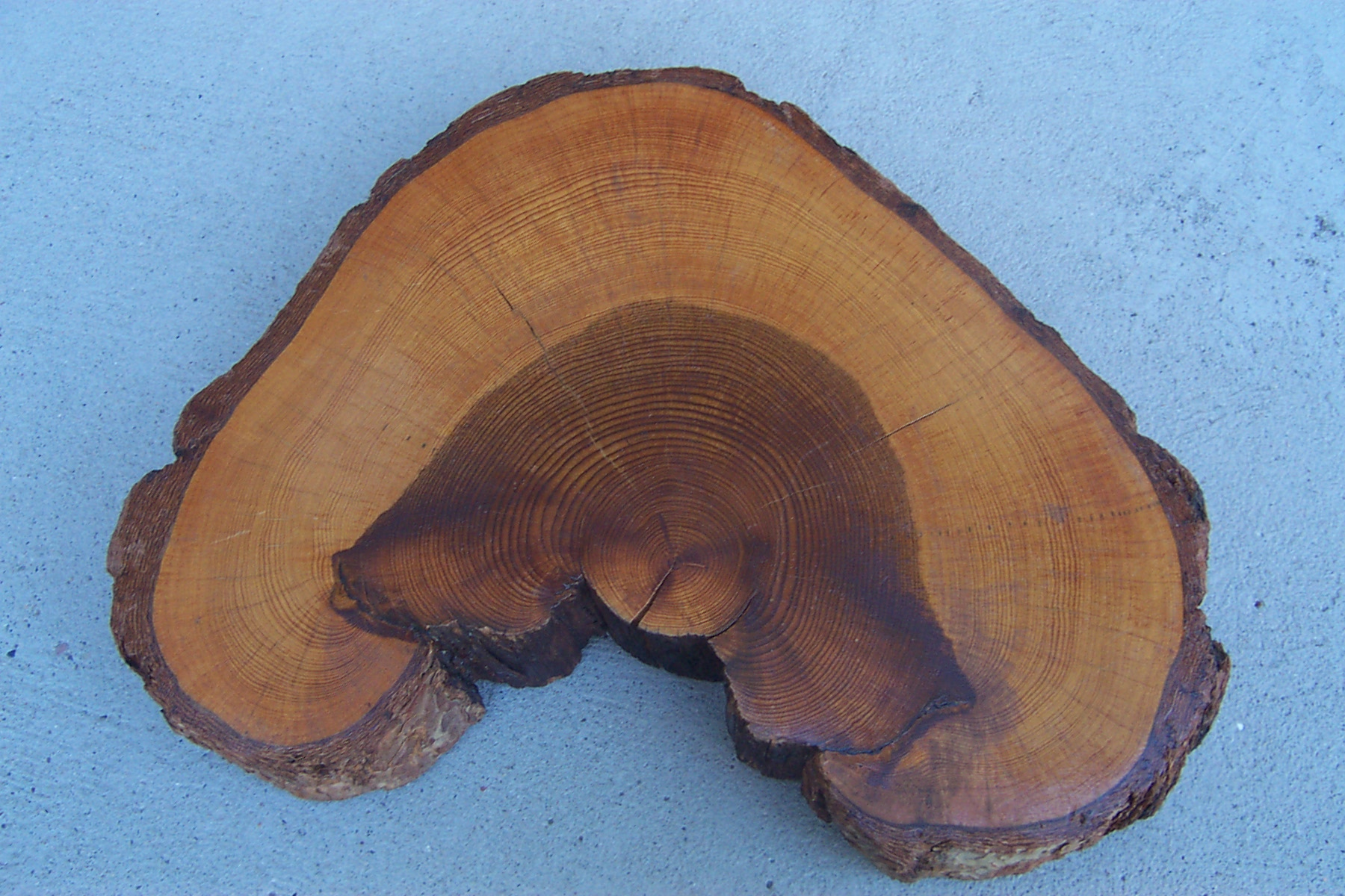 Cross section of a ponderosa from the park the cross section of a tree with two large burned sections on one side