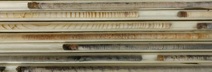 Tree core samples taken from forest plots, laid side-by-side.