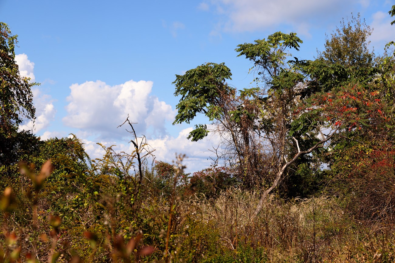 Tree of Heaven New Photo 1_ smaller_BernbaumElle tall spindle trees with green leaves pop up over brown bushes.