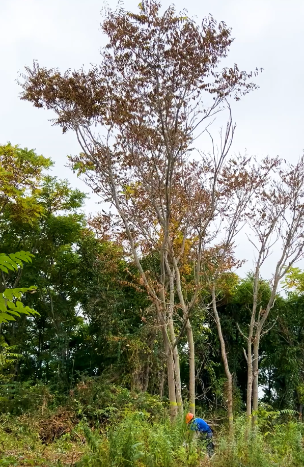 Tree of Heaven New Photo 3 NPS Elle Bernbaum a worker wearing a hard hat cuts down a tree-of-heaven, a tall, spindly tree with dying brown leaves.