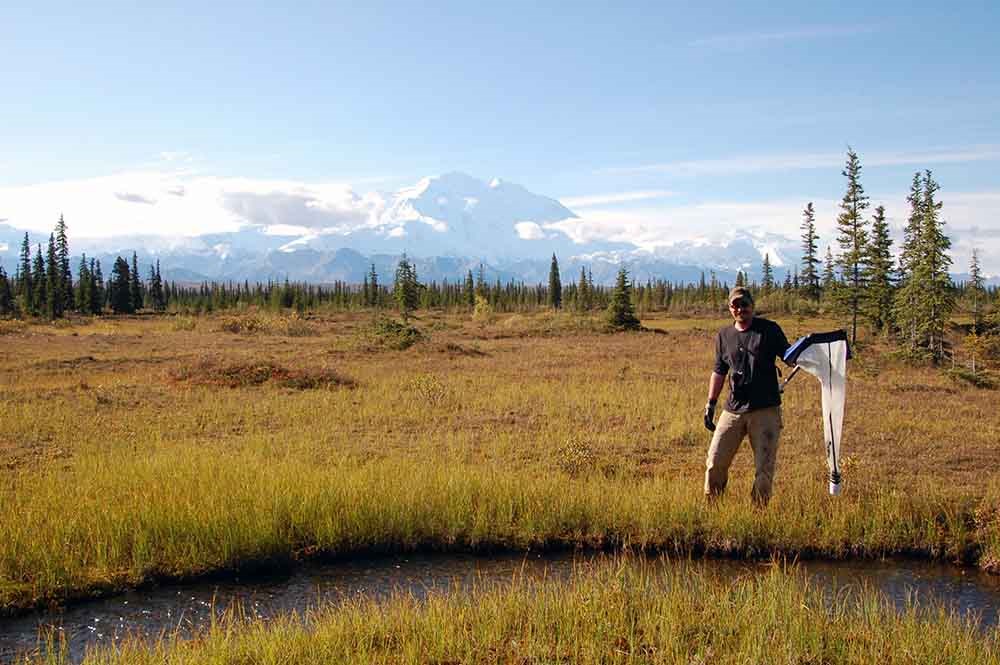 A man stands in a meadow near a small stream with an insect-collecting net with Denali in the background.