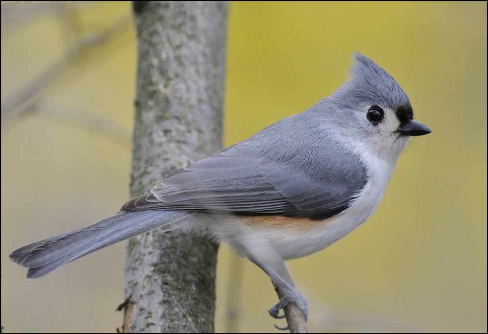 A small grey and white bird standing on a branch. A small grey and white bird standing on a branch.