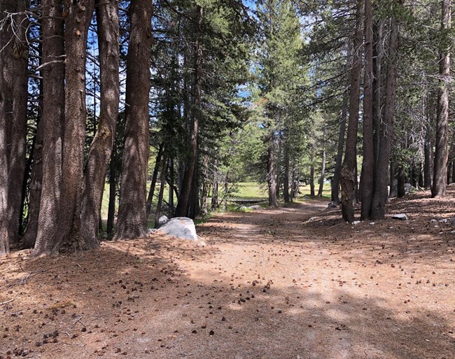 Tuolumne Meadows Campground Historic Road Riverside Trail (2025) A path through the forest