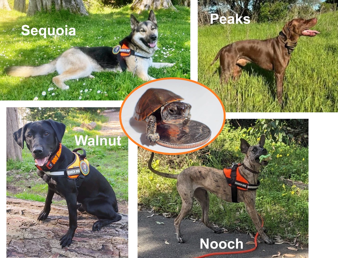 Meet the four "turtle dogs" Four photos of dogs wearing bright orange harnesses, with the dogs names overlaid. Clockwise from the top left: Sequoia laying in the grass, Peaks in profile, Walnut sitting on a log, and Nooch catching a toy mid-air. A baby turtle photo is in the middle.