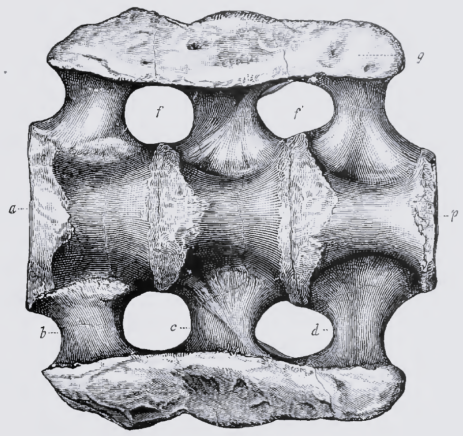 Scientific, hand drawing of a dinosaur vertebrae.
