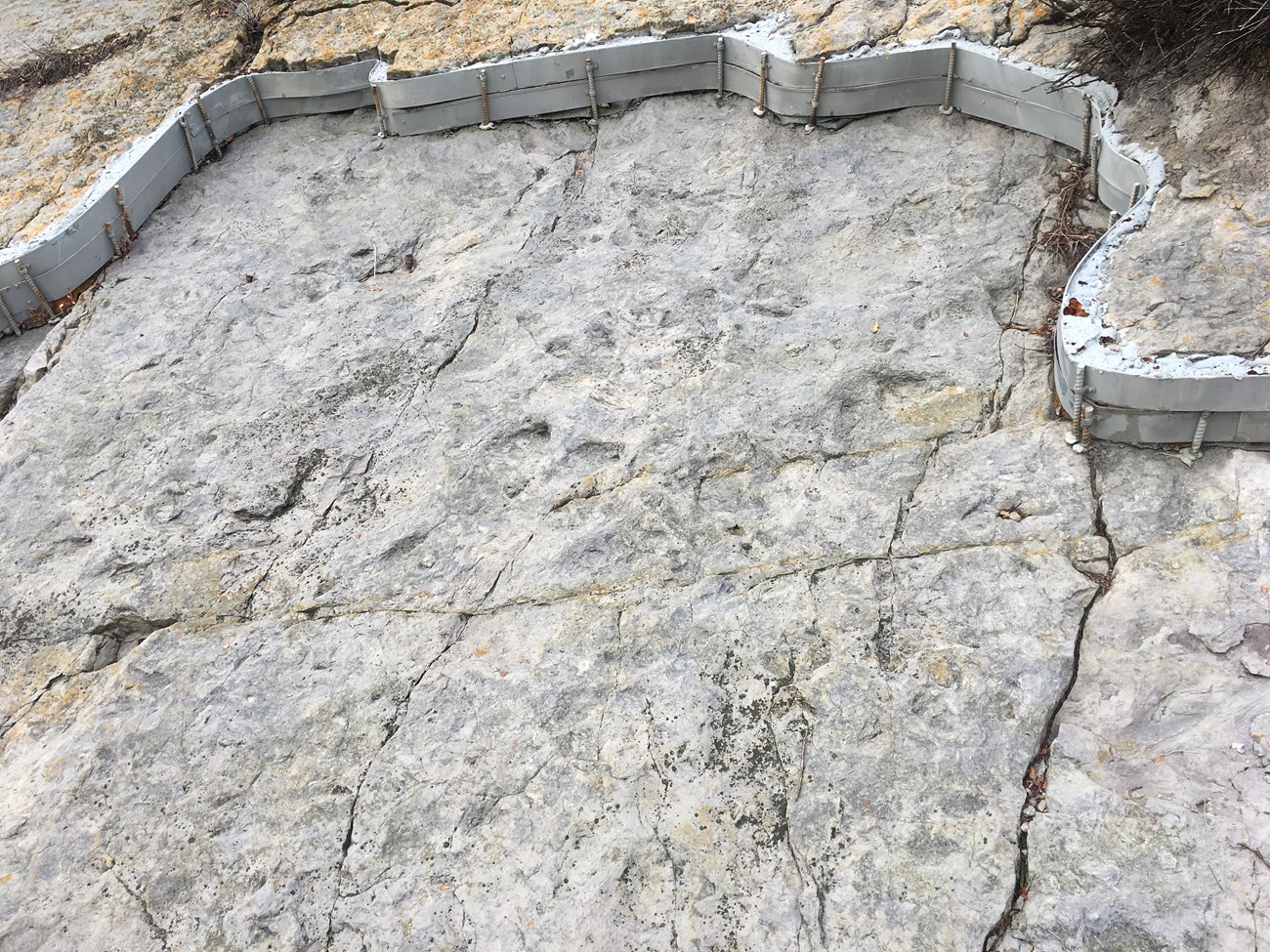 Photo of gray-colored sandstone with dinosaur tracks. Cracks in the rock are visible. Rebar and supports hold sandstone layers in place.