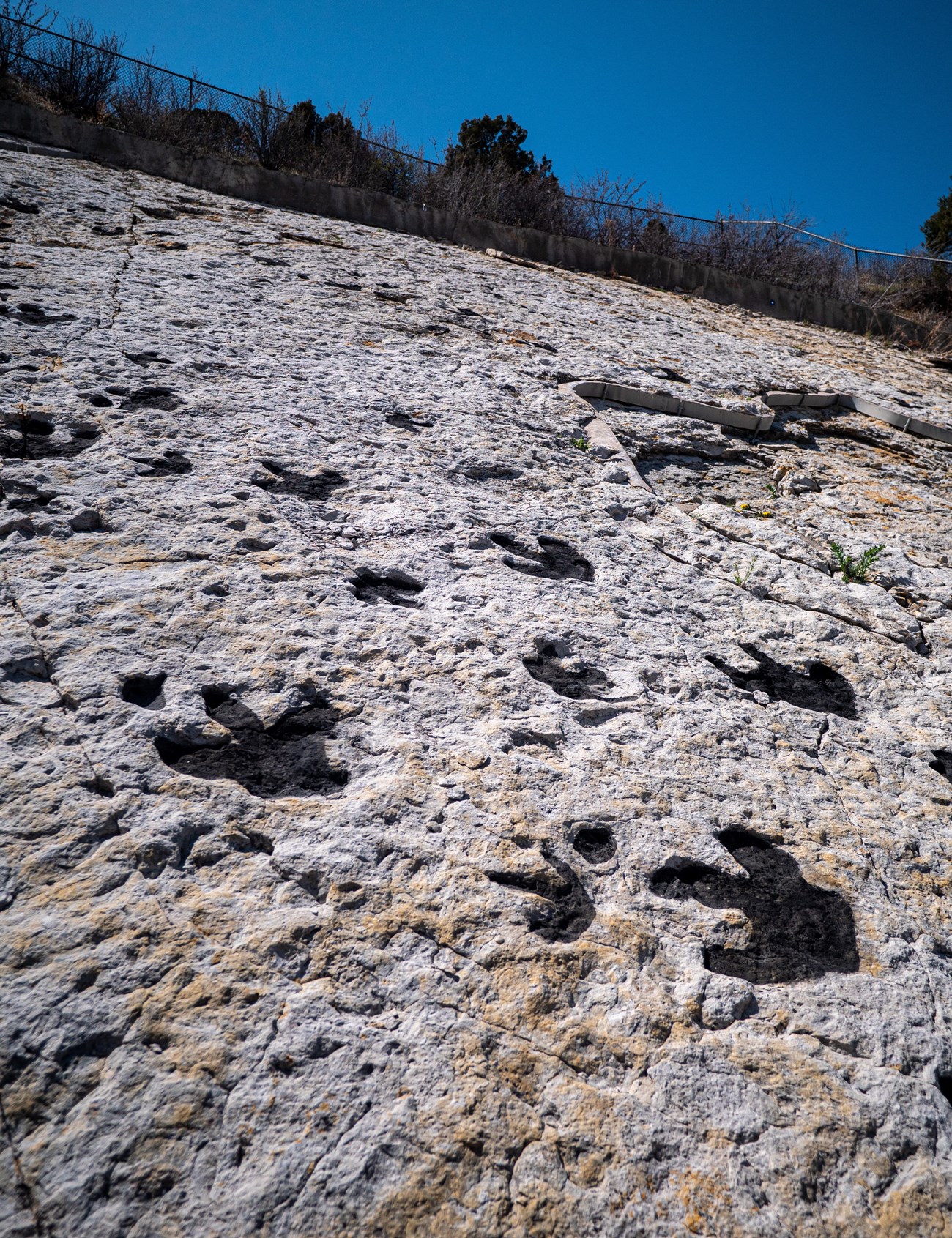 Photograph of dark-colored dinosaur tracks on light-colored sandstone.