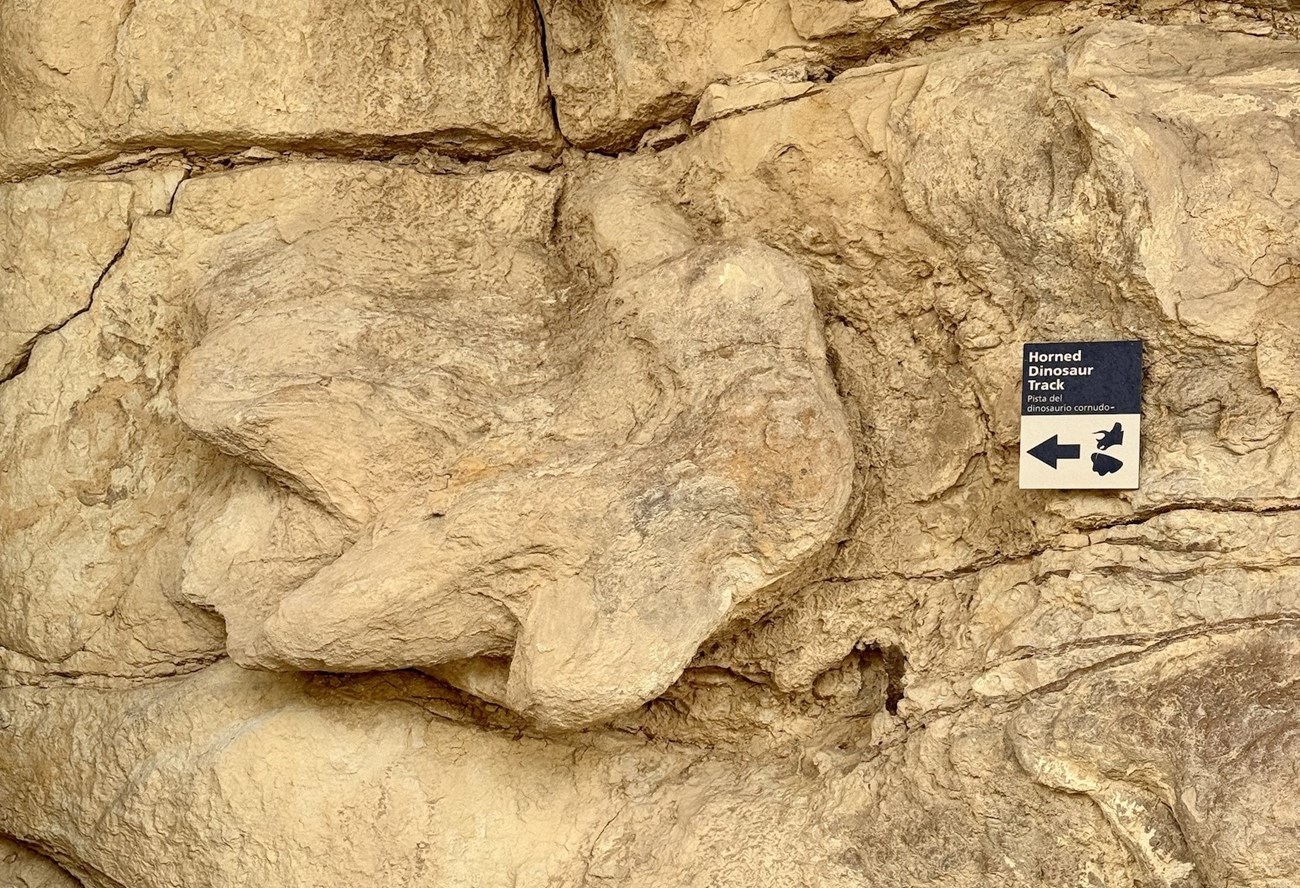 Photograph of a dinosaur track in tan sandstone.