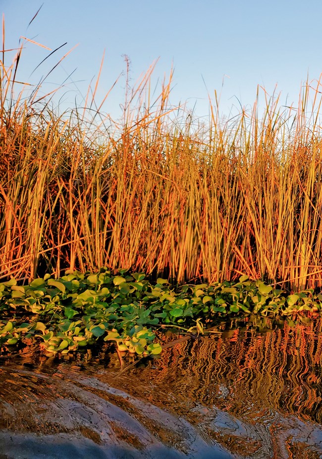 Apalachicola Biosphere Region close-up of grassy marsh