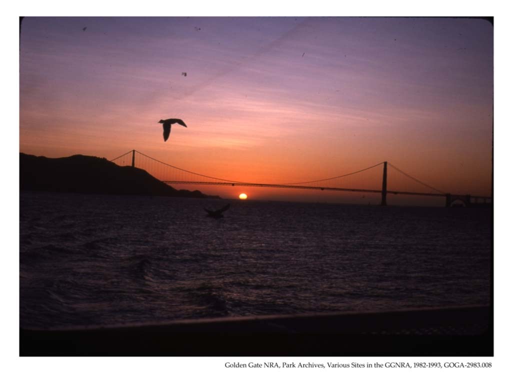 Golden Gate Biosphere Network birds dive into the ocean in front of the Golden Gate bridge at sunset