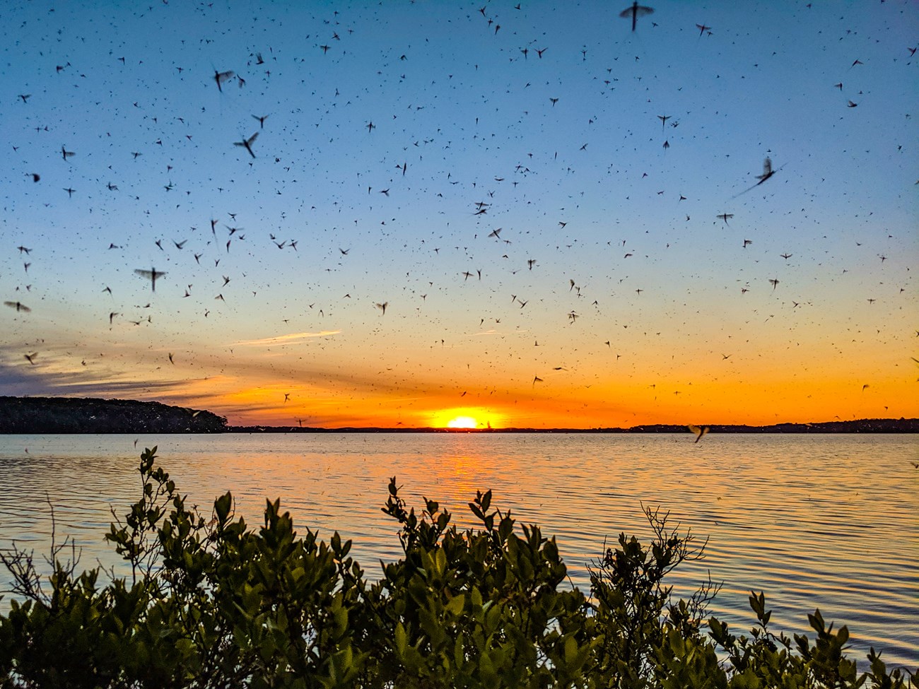 Obtawaing Biosphere Region countless mayflies hover over open water at sunset