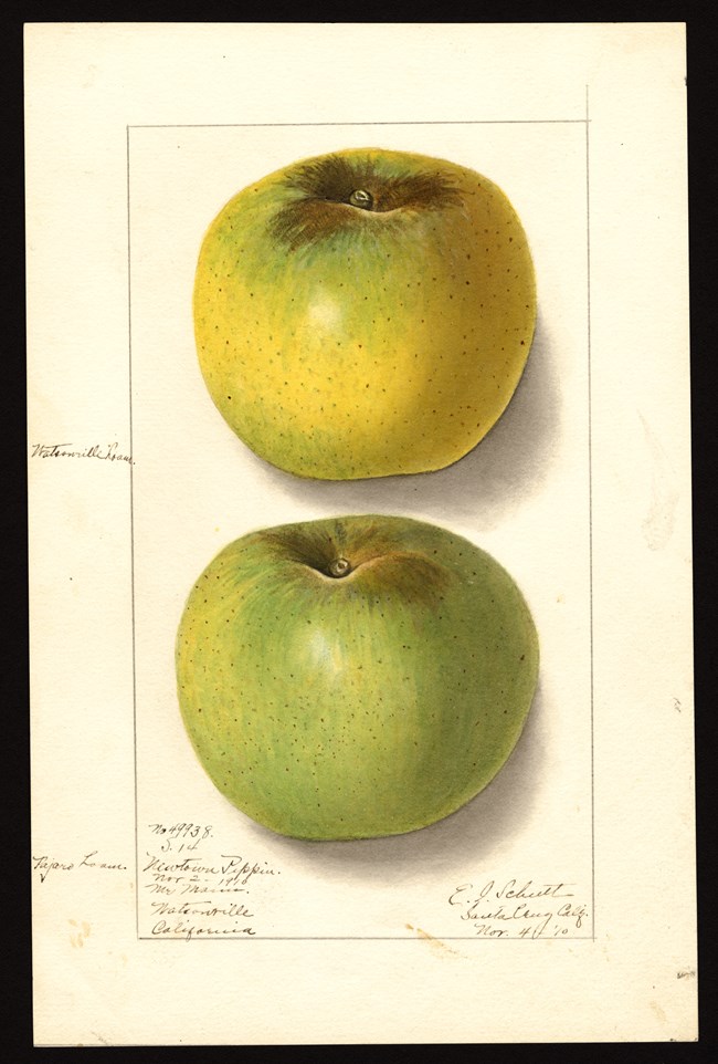 A detailed watercolor illustration of two green-yellow apples with notes, dates, and locations written in the margins