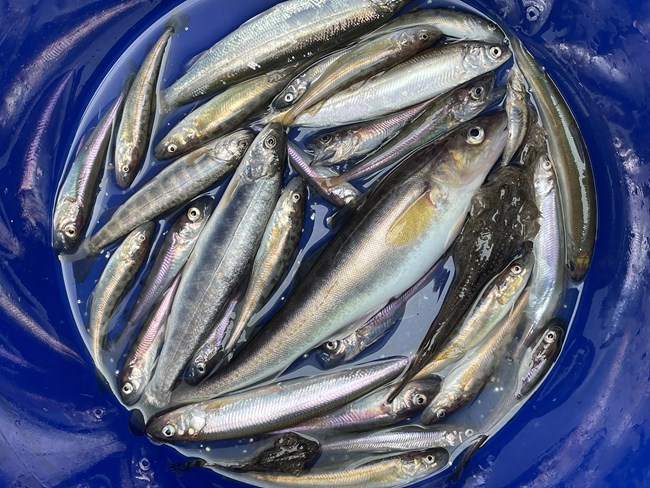 A bucket of different kinds of small fishes.