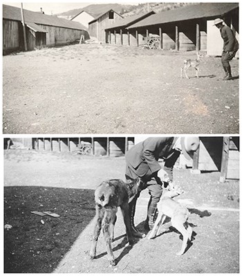 Collage of two photos stacked on top of each other and featuring an unidentified women in the NPS standard uniform with antelope fawns.