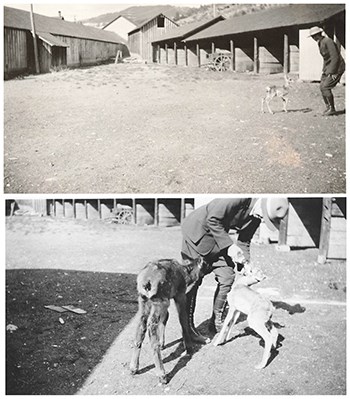 Unknown-Stitch 4 Collage of two photos stacked on top of each other and featuring an unidentified women in the NPS standard uniform with antelope fawns.