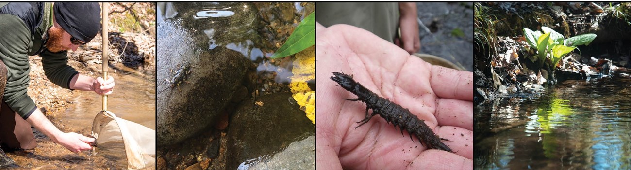 Staff kneeling in stream with net, water on rocks, hellgrammite, stream bank. Staff kneeling in stream with net, water on rocks, hellgrammite, stream bank.