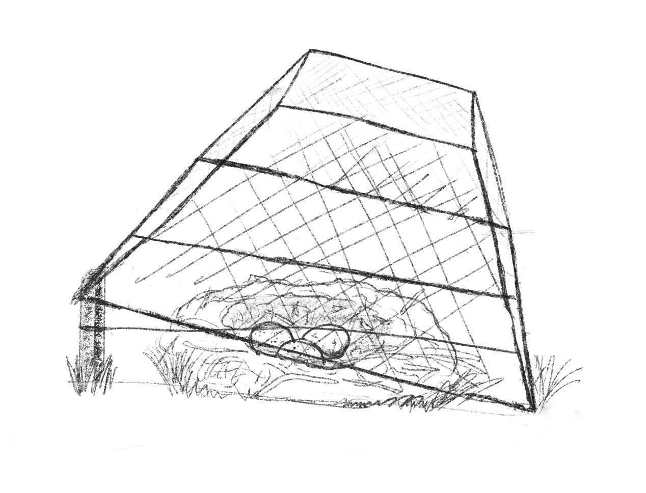 Line drawing sketch of a bird nest under a drop trap